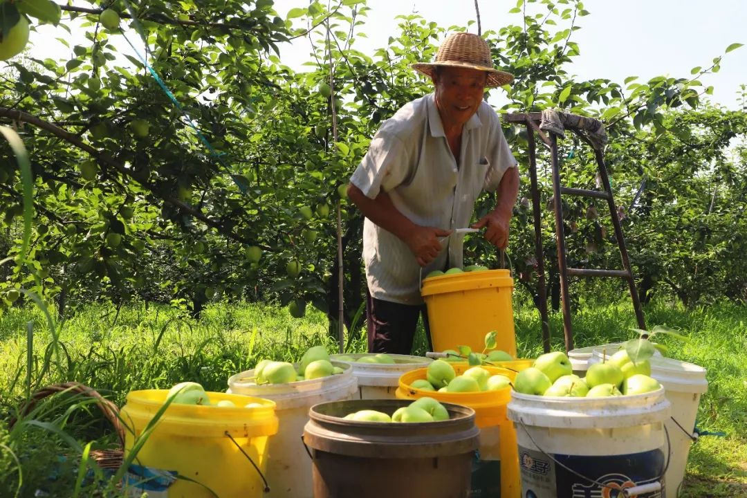 阳信鸭梨的历史,鸭梨成长日记