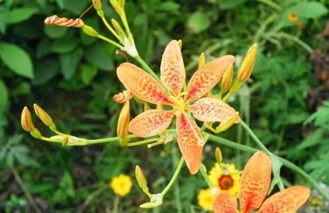 一吹就散的蒲公英就是弱不禁风,一吹就散的蒲公英什么地方有