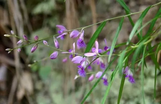 一吹就散的蒲公英抖音视频,一吹即散的蒲公英图片