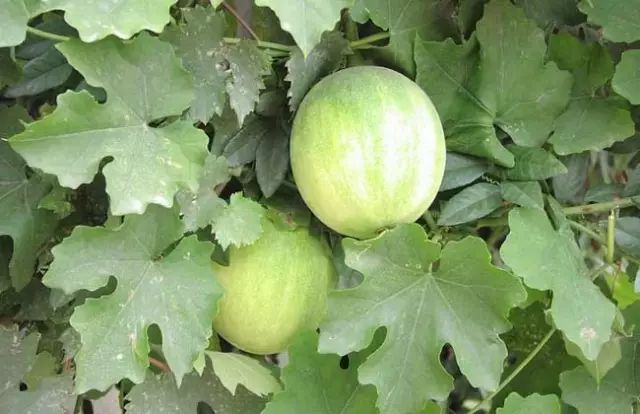 一吹即散的蒲公英图片,一吹就散的蒲公英什么意思