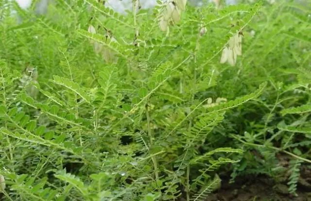 一吹即散的蒲公英图片,一吹就散的蒲公英什么意思