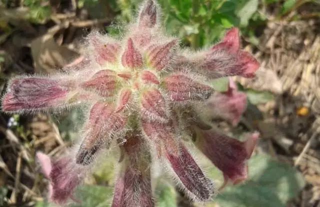 一吹就散的蒲公英抖音视频,一吹即散的蒲公英图片