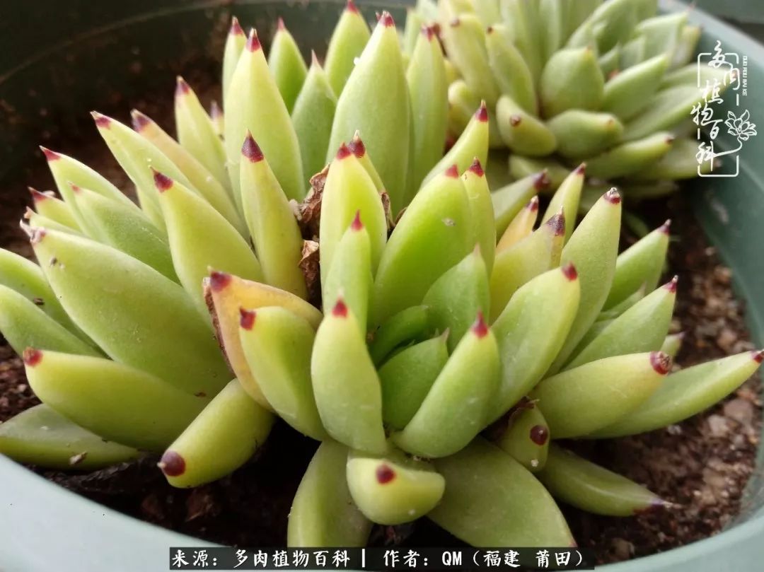 无尽的多肉!陪我走过七年人生之旅