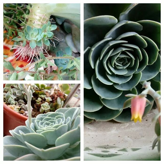 无尽的多肉!陪我走过七年人生之旅