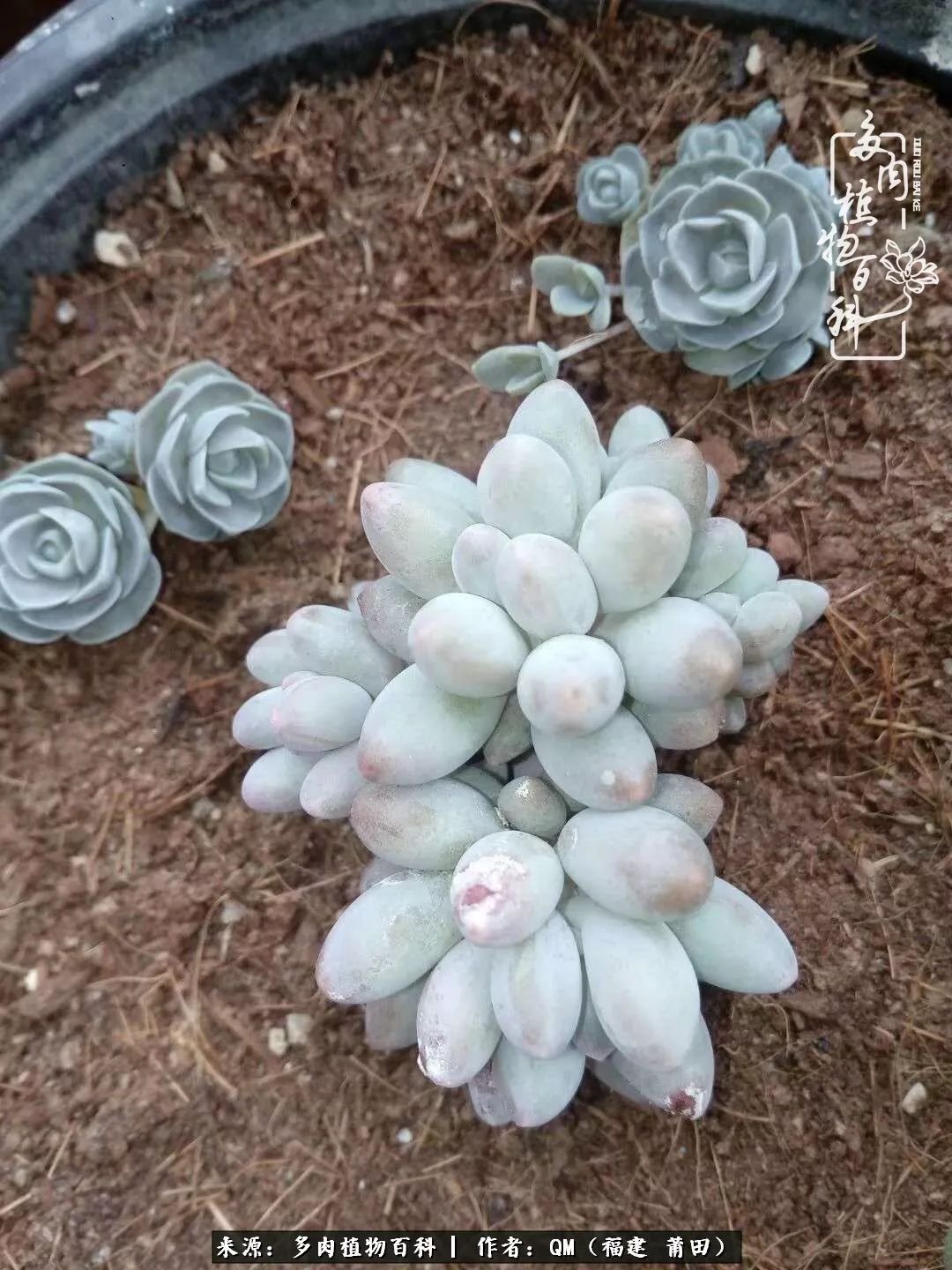 无尽的多肉!陪我走过七年人生之旅