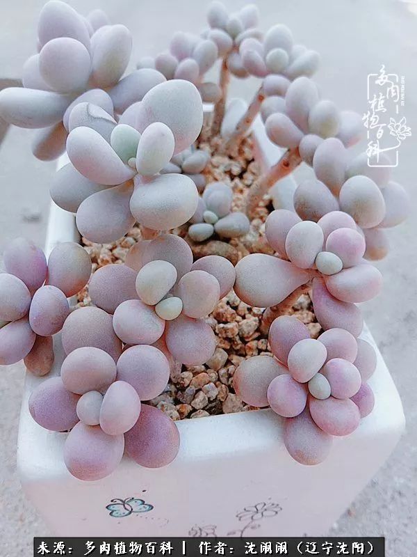 心若向阳无惧晴天,心若向阳不畏风雨