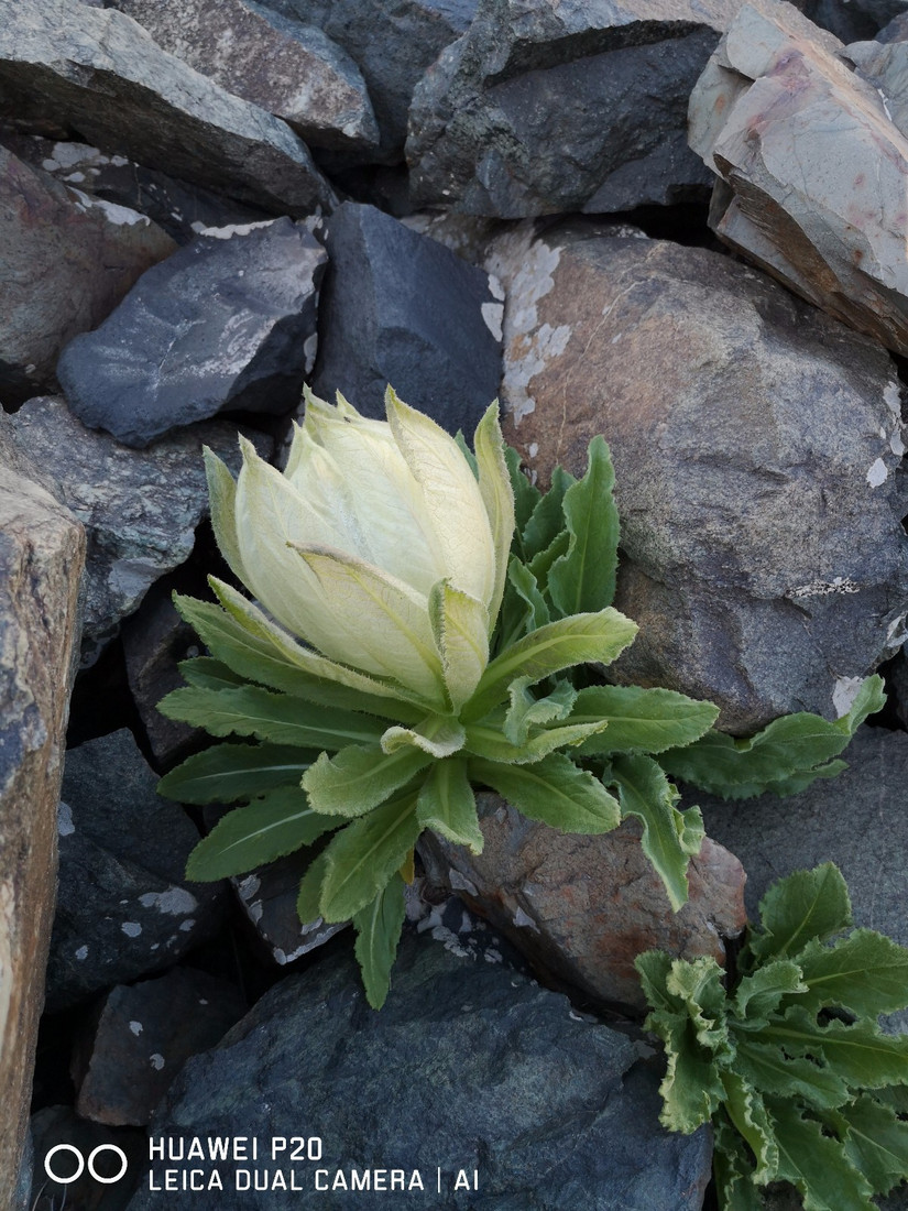 雪峰冰川雪莲草甸十分的激动八分憾——2019年7月环博格达纪实