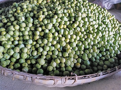 青脆李拿货价,青脆李叫卖
