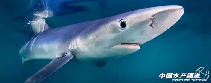 十大濒危海洋物种,19种含毒性海洋生物