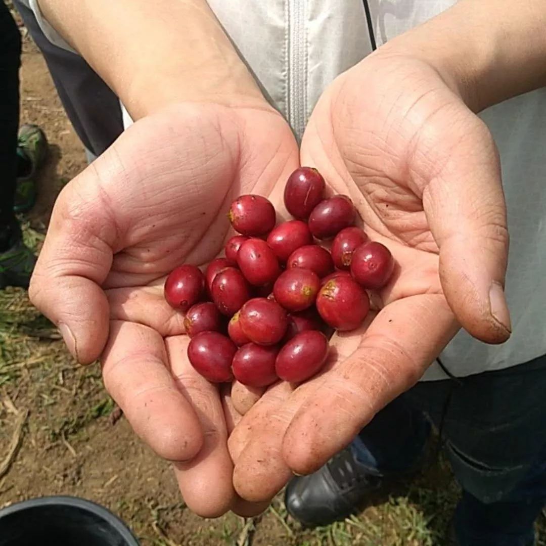 印度尼西亚和印度区别,你不知道的印度尼西亚