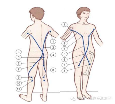 康复治疗技术人体解剖学,12条筋膜链解析及治疗手法