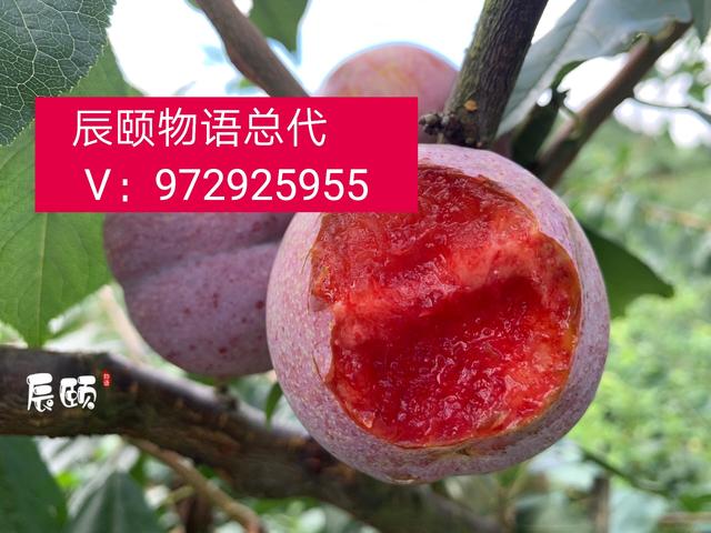 辰颐物语水果代理好做吗,辰颐物语果园拿货