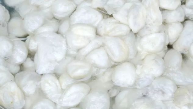 轻松两招带你揭开蚕丝被的真面目,蚕丝被最近新闻