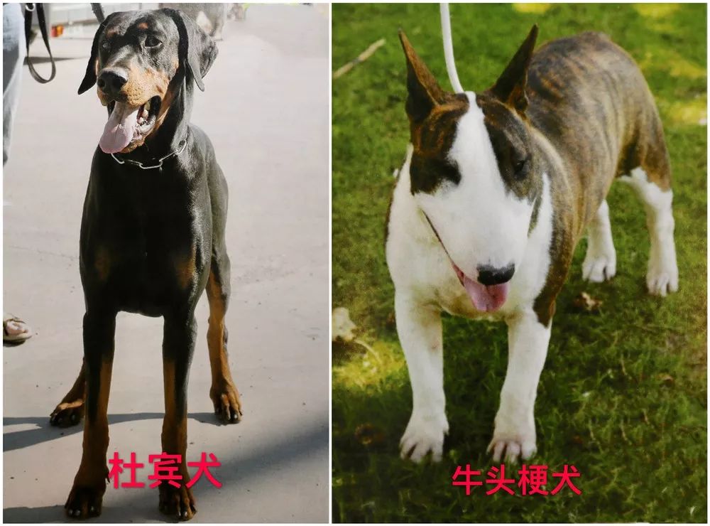 天津烈性犬,天津禁养犬重点管理区域划分