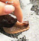 雨后出现的大蜗牛有多危险,下暴雨时蜗牛会怎样生活