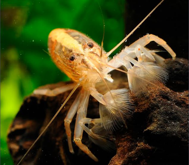 草缸观赏虾品种与养殖,观赏虾哪种在草缸里最好看