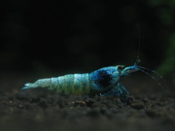 草缸观赏虾品种与养殖,观赏虾哪种在草缸里最好看