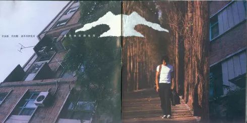 为什么朴树这么火,为什么朴树价格这么高