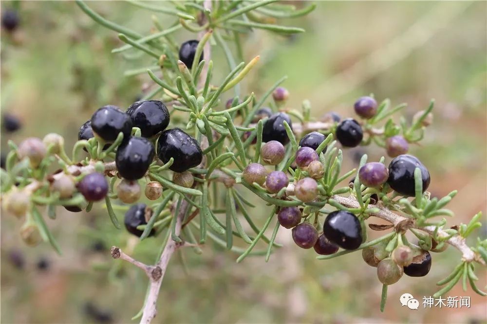 90后小伙子带村民致富,90后小伙带领全村人致富后续