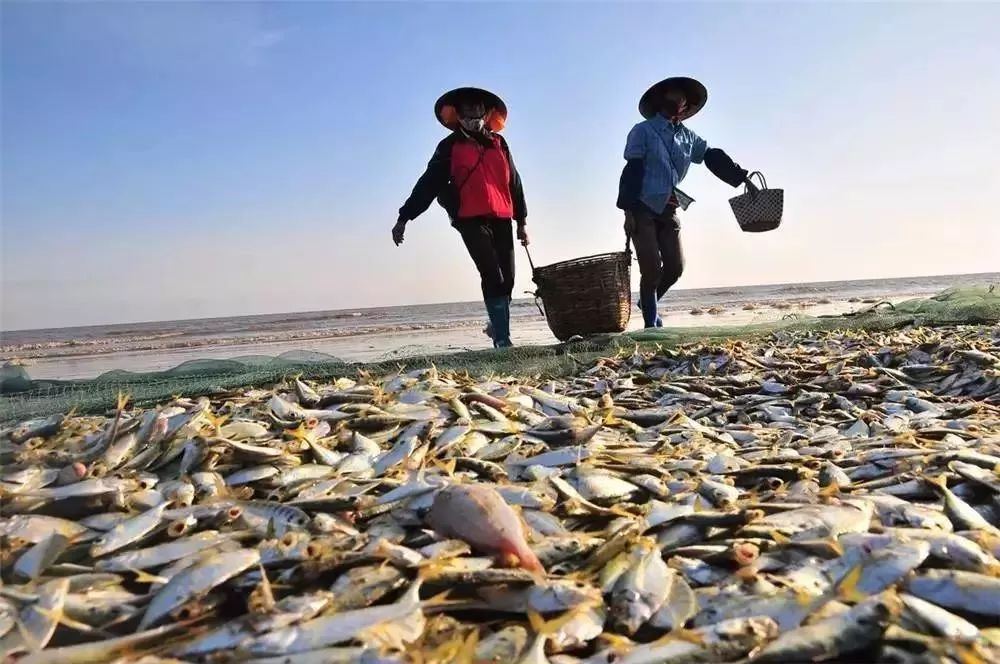 提醒吃海鲜的人们,广西开海节吃海鲜