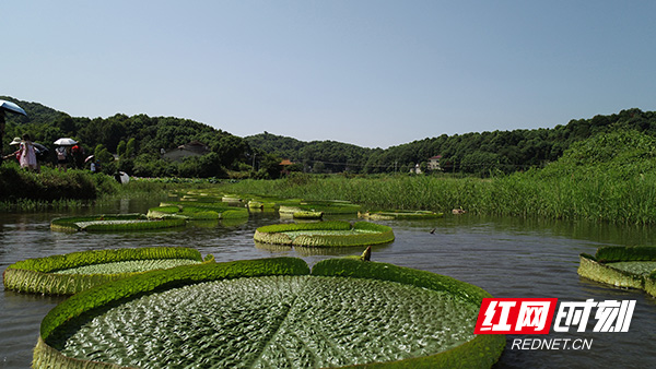 望城好看的取景地,长沙莲花景点