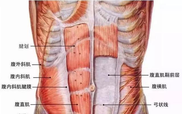 平板支撑交替摸肩练什么,平板支撑可以练腹直肌吗