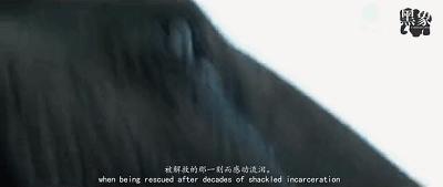 丧心病狂！每帧画面都在捅刀子，多少人忽视了这些人间惨剧…