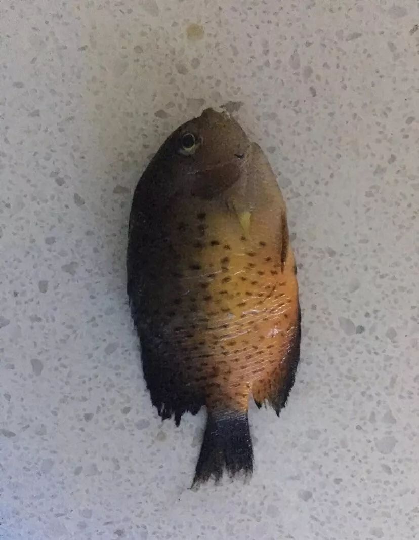 刚开缸爆藻的原因,爆藻期间藻断了