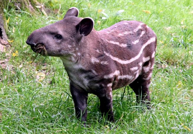 跟哪吒有关的动物,真正有哪吒吗