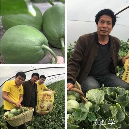 一用就是20多年，这款肥成就一大波种地状元