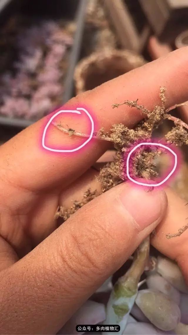 韩国多肉怎么买才好看,韩国多肉和国内有什么区别