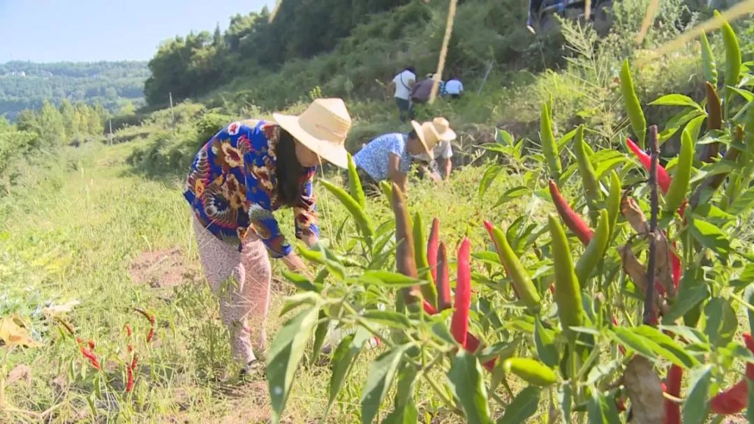委员风采视频大全,委员风采是什么