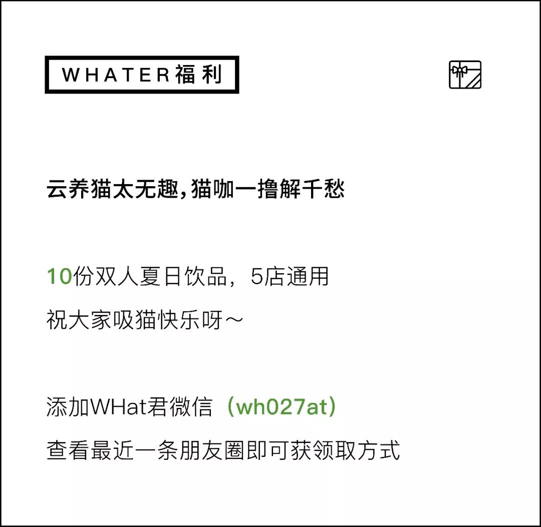 5家猫咖店200只猫，这对夫妻治愈无数武汉人
