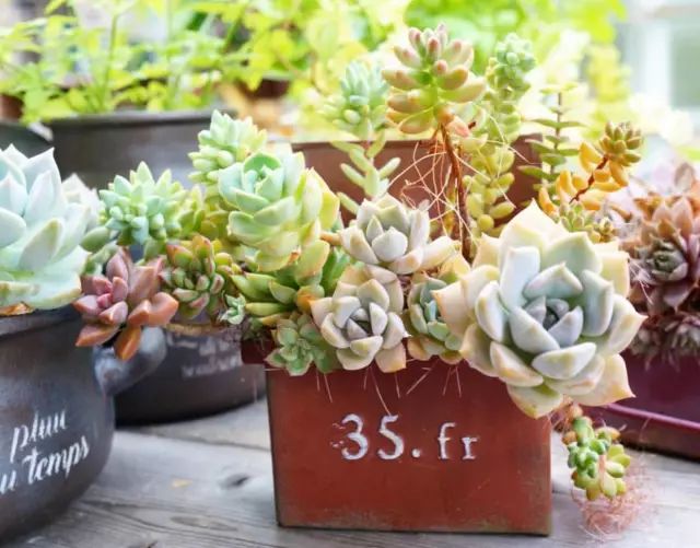 当破铜烂铁碰上多肉，这美度居然还能翻倍