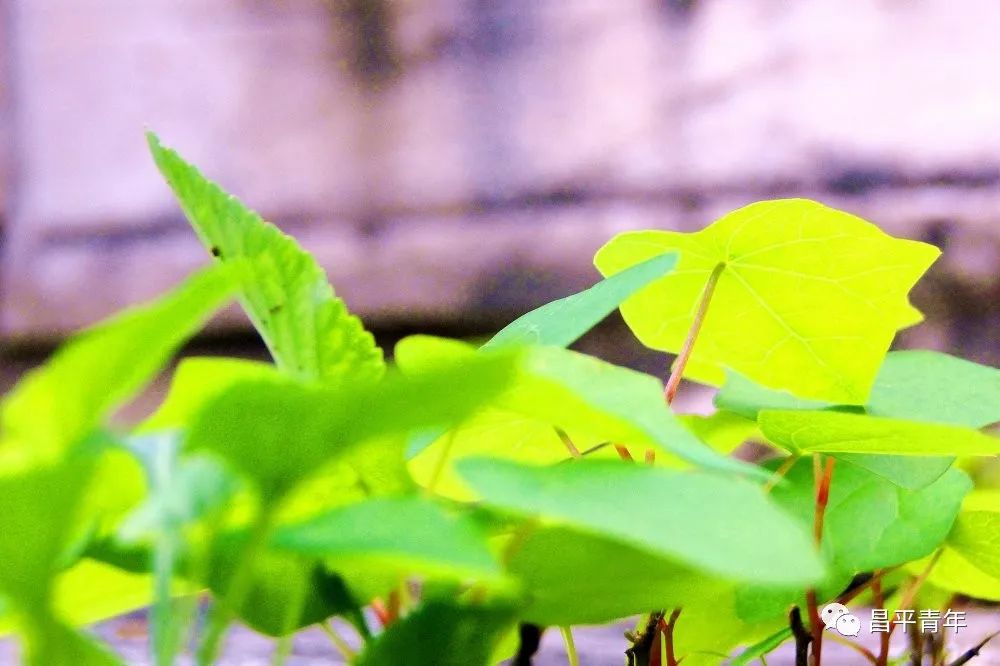 明十三陵没有发掘参观看什么,探秘明十三陵中央十台