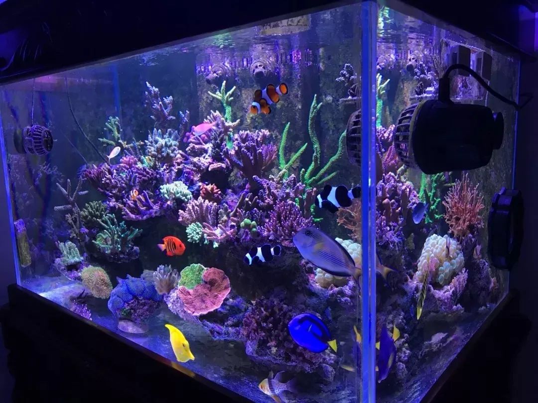 一周才打理一次的90骨缸，这状态我不信