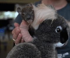 小考拉让人心疼,瘦弱的小考拉