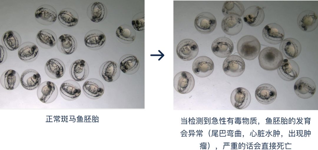 4成抗衰老眼霜抗衰老功效并不显著，同样功效的眼霜价格竟相差7倍？小鱼抗衰老眼霜绿鱼榜单为你揭晓