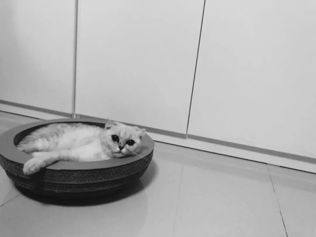 猫知道想主人吗,猫知道下雨下雪