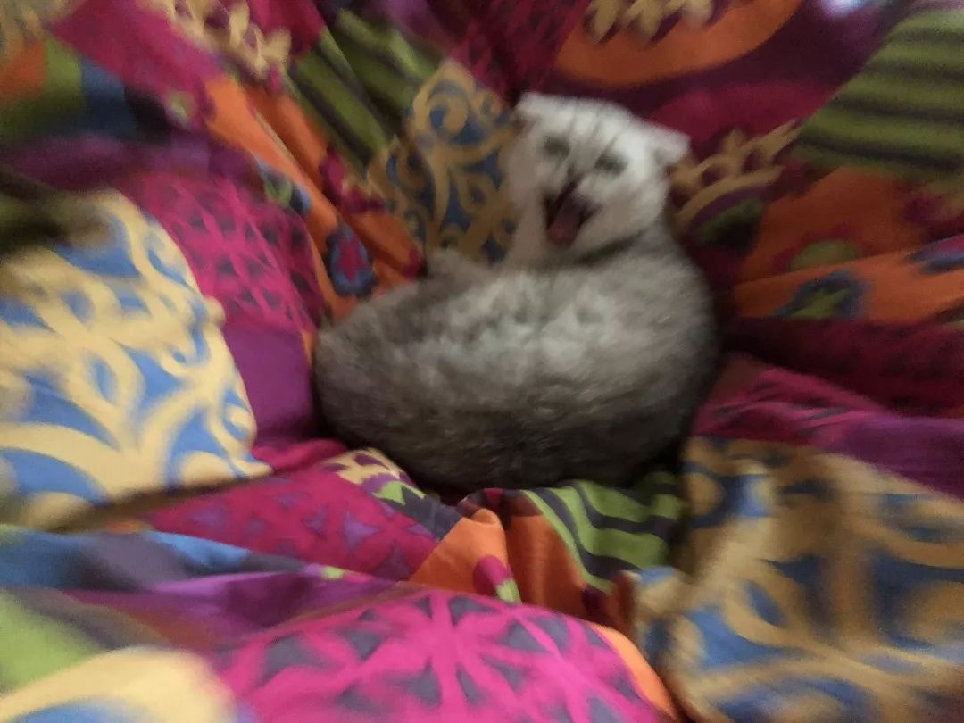 猫知道想主人吗,猫知道下雨下雪