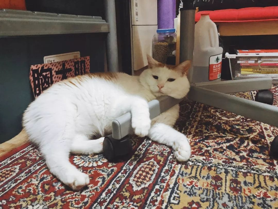 猫知道想主人吗,猫知道下雨下雪