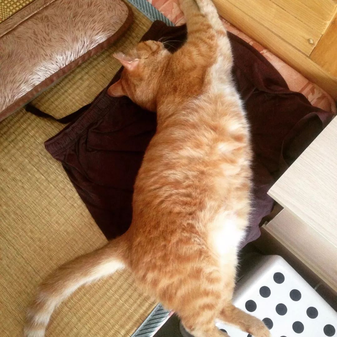 猫知道想主人吗,猫知道下雨下雪