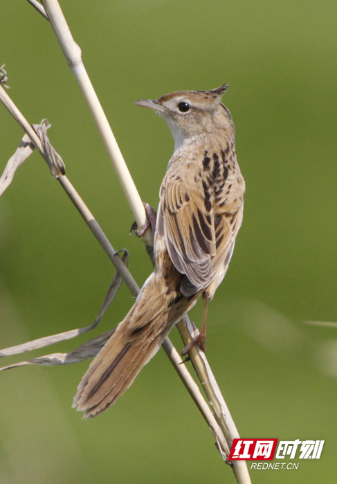 益周美景｜益阳的天然“氧吧”在哪里？沅江南洞庭湖湿地告诉你答案