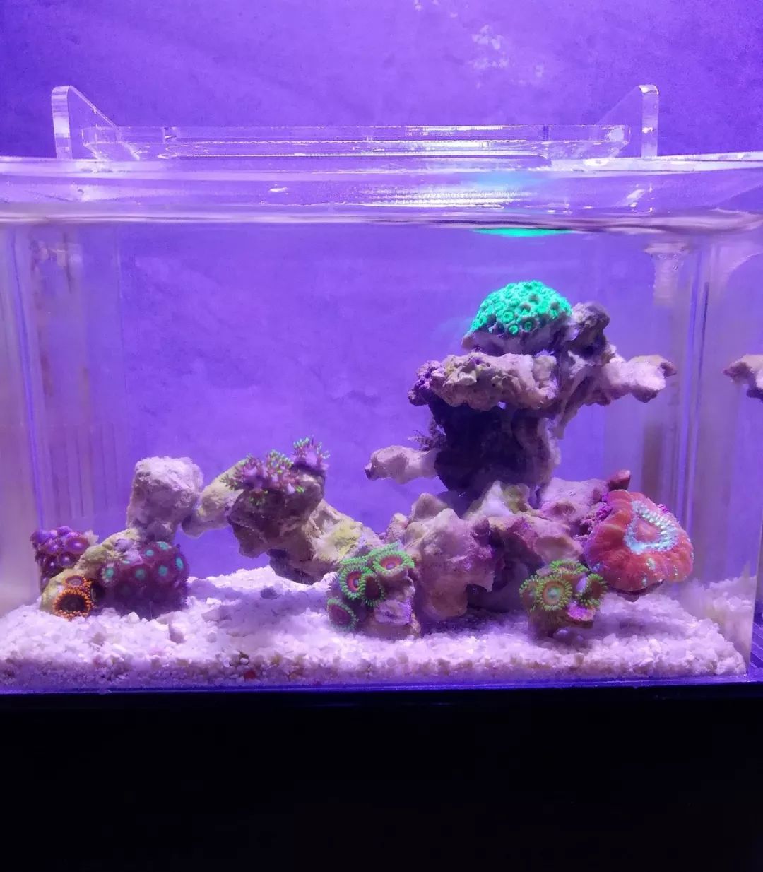 微缸为什么不能超过40公分高,微缸水体容量加大