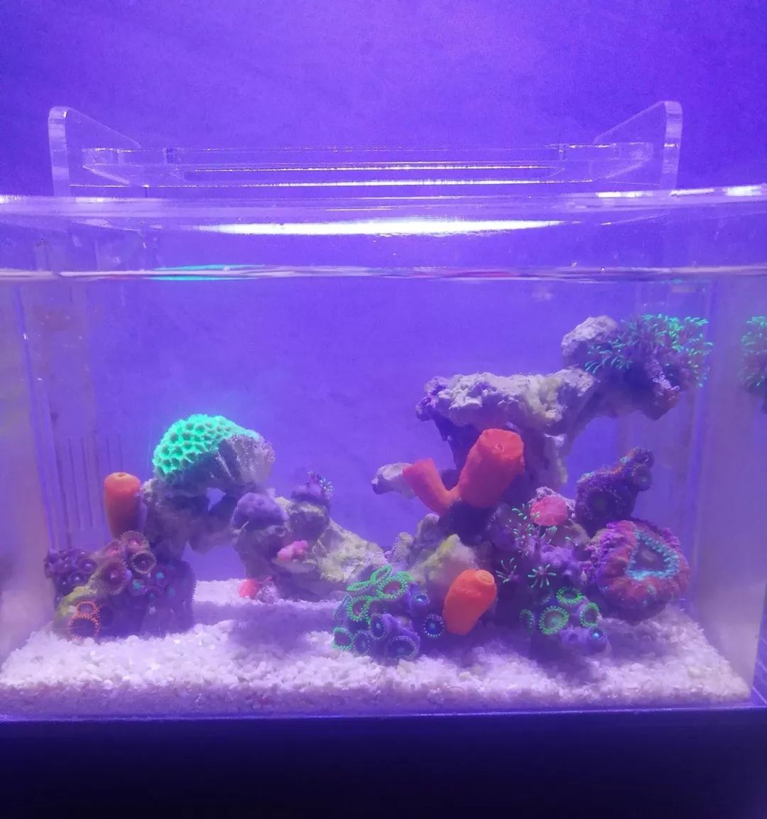 微缸为什么不能超过40公分高,微缸水体容量加大