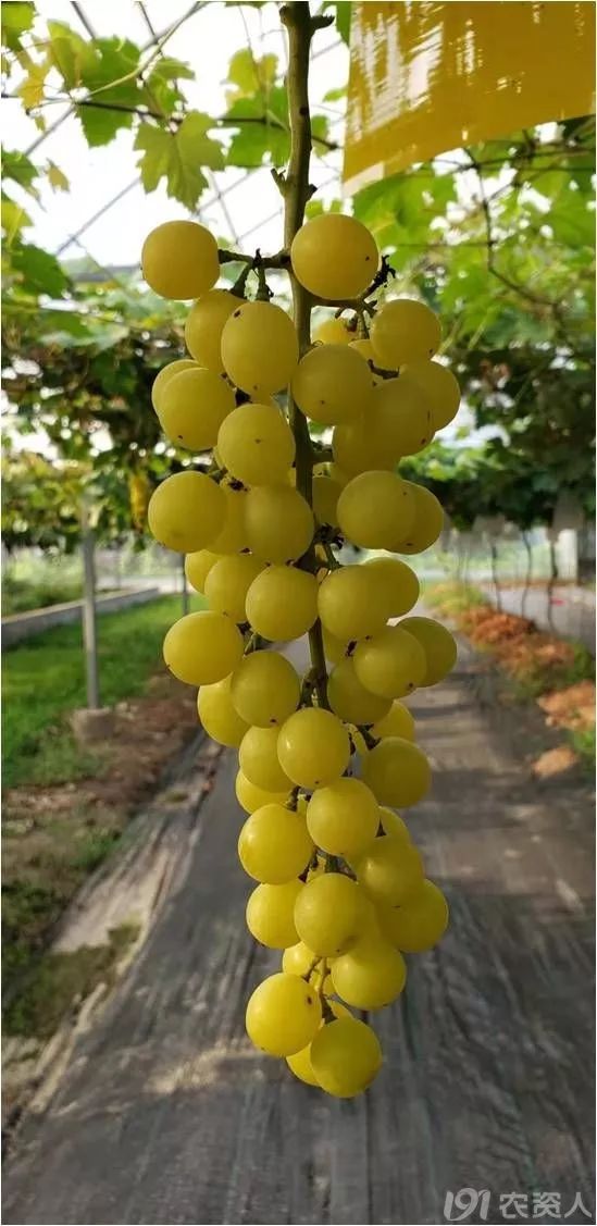 2022年有哪些新葡萄品种,2019葡萄新品种介绍