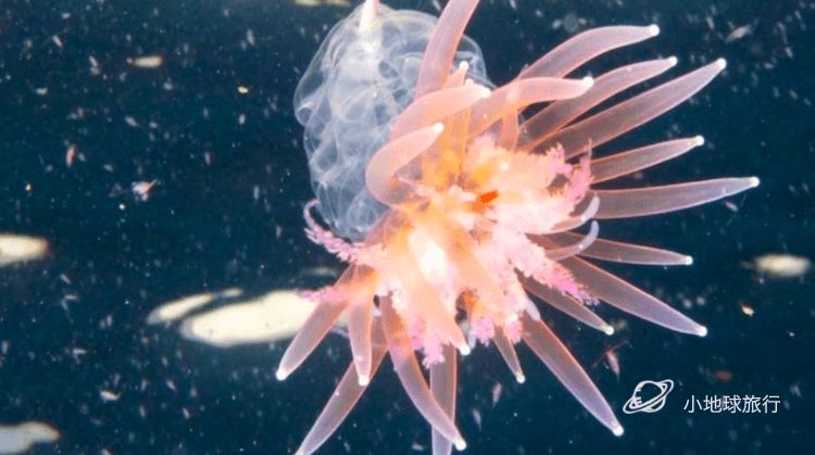 北极圈内的这个冷冽孤独秘境，一到冬天就成为欧洲摄影师的心头肉，国际地理封面就靠你了