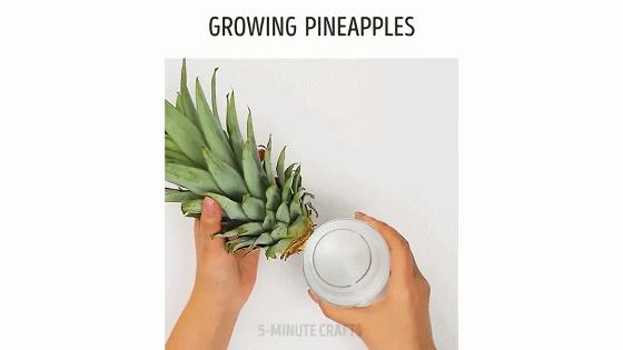 在家种菜,不用土不用肥,“一张纸”就搞定