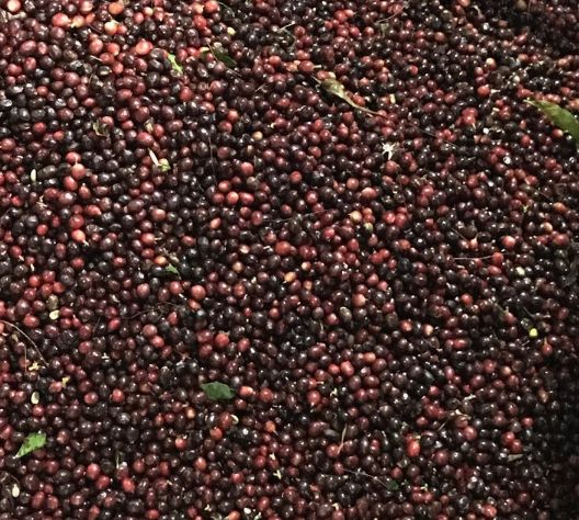 为什么游客都喜欢哥伦比亚,哥伦比亚咖啡的口感与特点