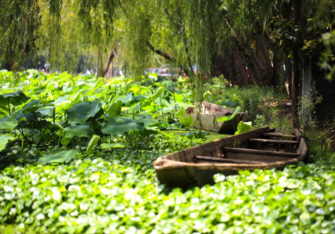 春城秀风光,春城秀昆明一座有温度的城市